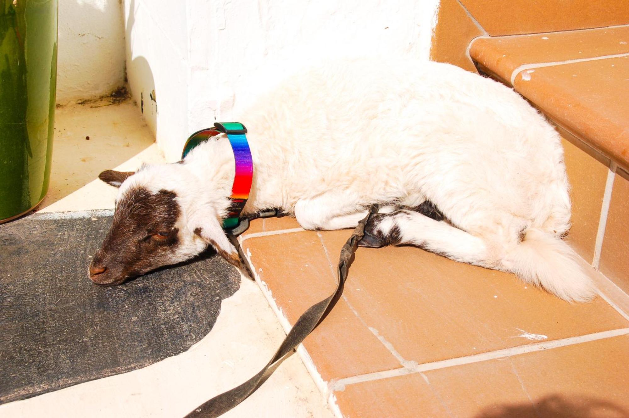 Allotjament i esmorzar Ga7colores Only Adult